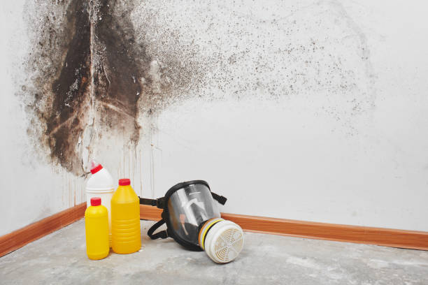 Best Attic Mold Removal  in Blue Mountain, MS