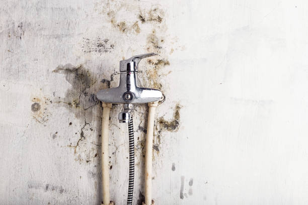 Best Affordable Mold Removal  in Blue Mountain, MS