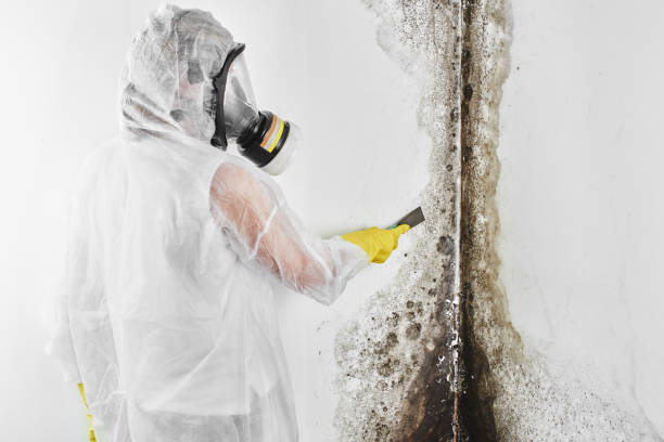 Best Emergency Mold Removal  in Blue Mountain, MS