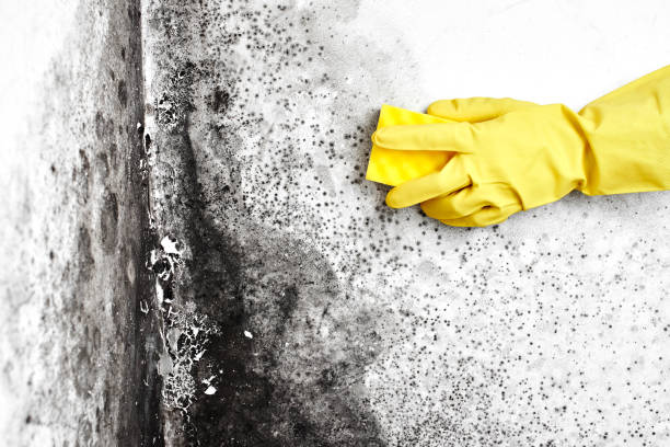 Best Crawl Space Mold Removal  in Blue Mountain, MS