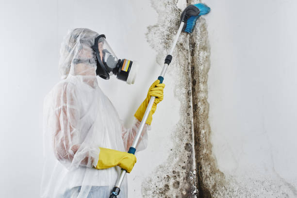 Best Mold Removal Specialists  in Blue Mountain, MS