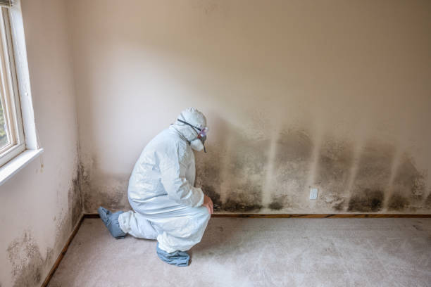 Best Best Mold Removal Companies  in Blue Mountain, MS