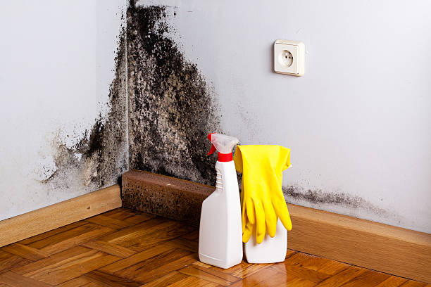 Best Toxic Mold Removal  in Blue Mountain, MS