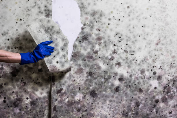 Best Mold Removal Near Me  in Blue Mountain, MS