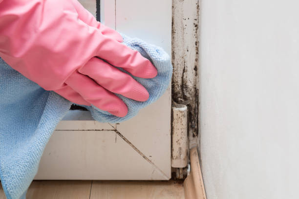 Best Mold Damage Repair  in Blue Mountain, MS